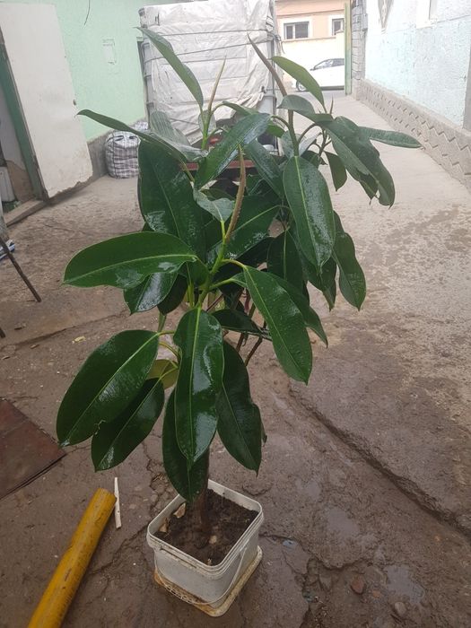 Үй гүлдері сатылады