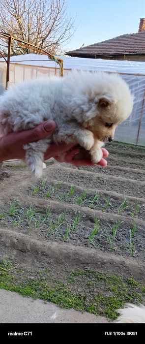 Момче мини - шпиц