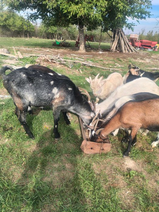 Iezi mitis anglonubian