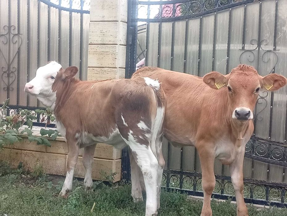 Doua vitele cu vârsta de 3 luni