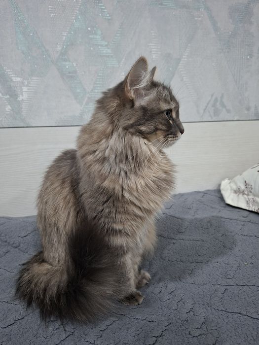 Отдам кошечку в хорошие руки