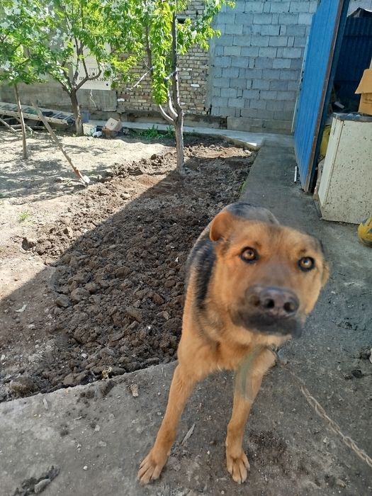 Продам овчарку бельгиский