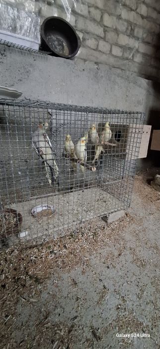 продам красивые птицы  кареллы