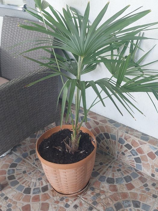 Palmieri rezistenti la frig