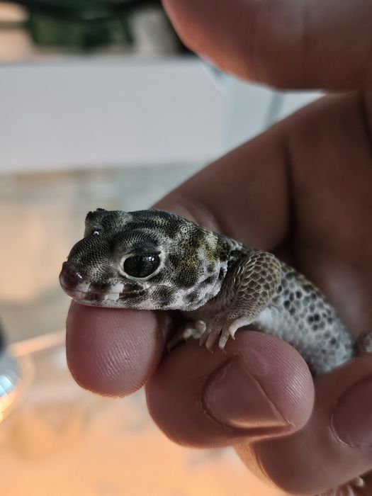 Продаются Сцинковые геконы