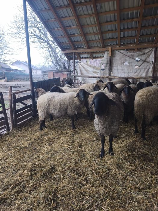 Vând berbeci berbecuți și oi carabase