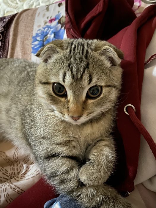 Котёнок мальчик 8 месяцев