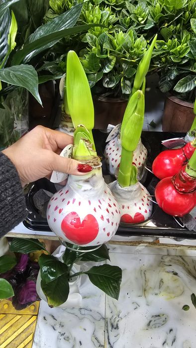 Амариллис. Амариллис в воске.