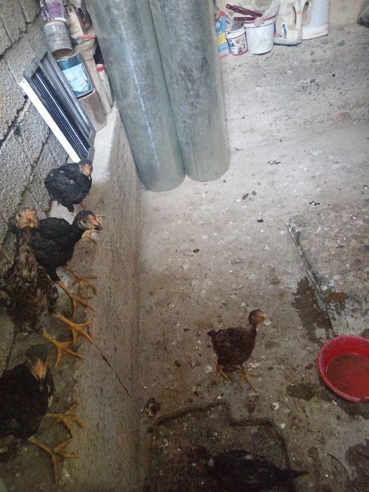 хороз товук олодгала тел килила келшамиза