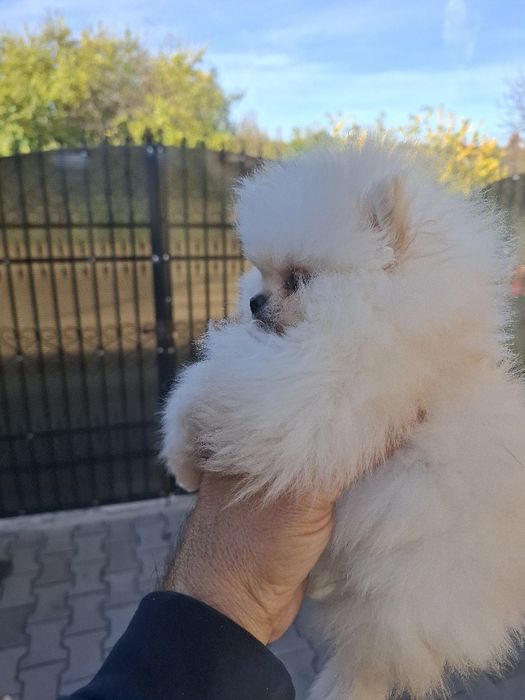 Pomeranian pui femelă