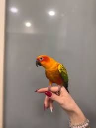 Солнечная  аратинка ручные ‼️