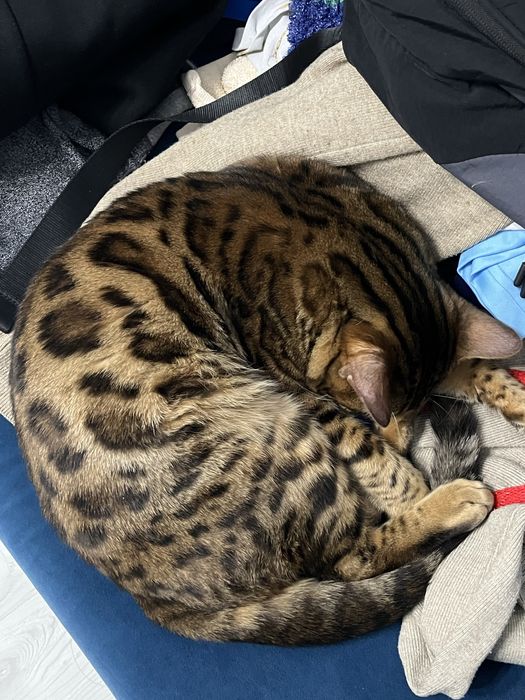 Кошка бенгальской породы