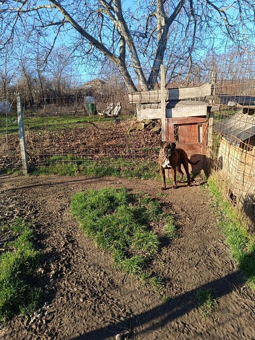 Mascul Boxer Veritabil