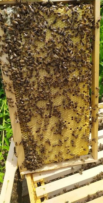 Продавам отводки Дадан блат,Рут,Фарар