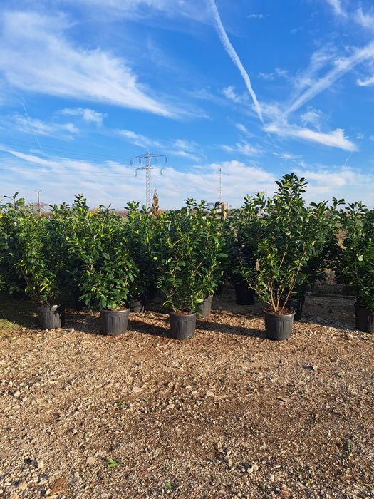 Tuia Leylandy Magnoli Platan Mesteacan etc