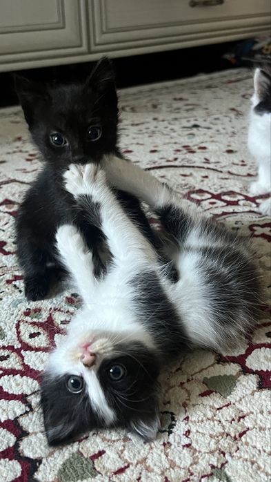 Милые котята в добрые руки
