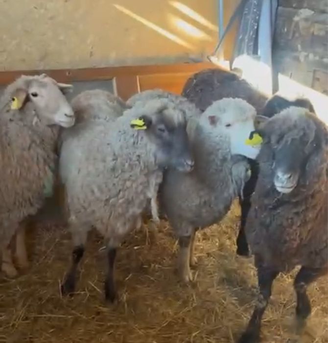 Продам домашные бараны