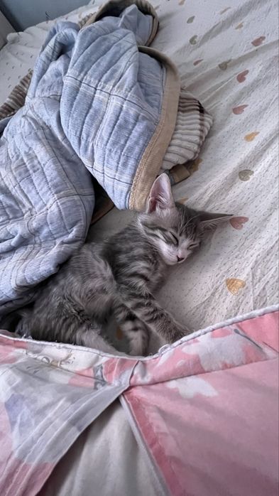 Домашиний кошка.