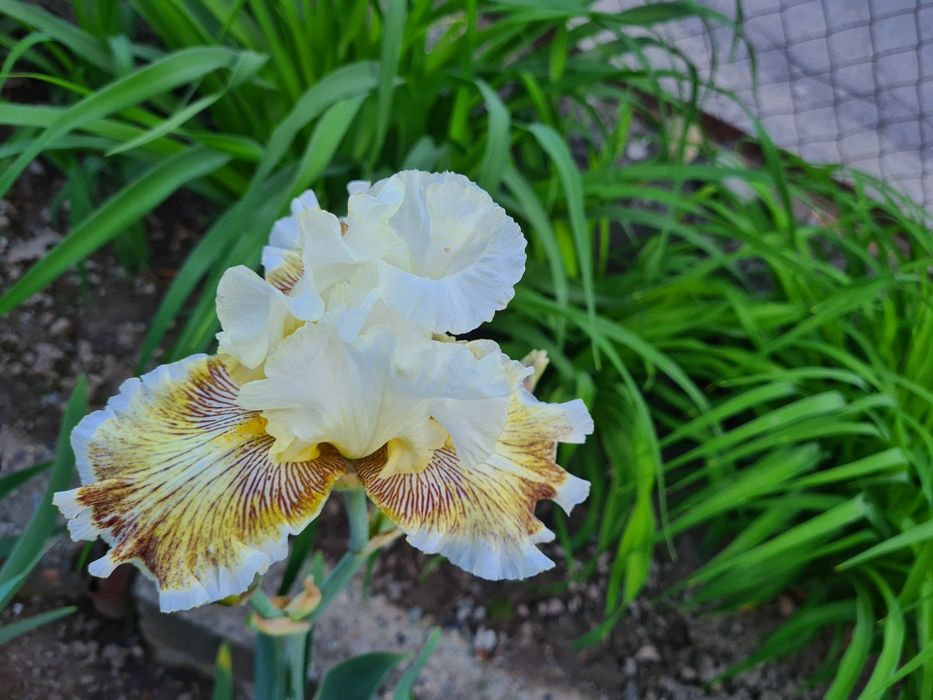 Продаются Сортовые Ирисы