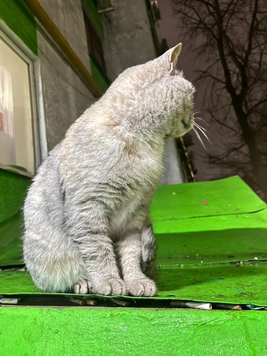 Отдам в добрые руки