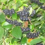 Aronia, Afin Siberian (Lonicera) si Merisor