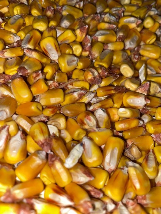 Vand porumb producție 2025