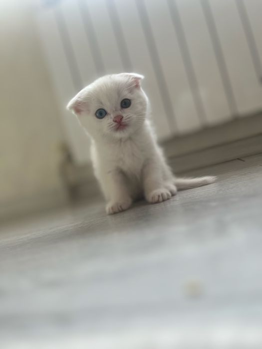 Белая кошка разные глаза