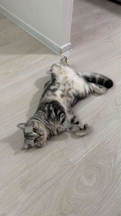 Котенок скотиш страйт