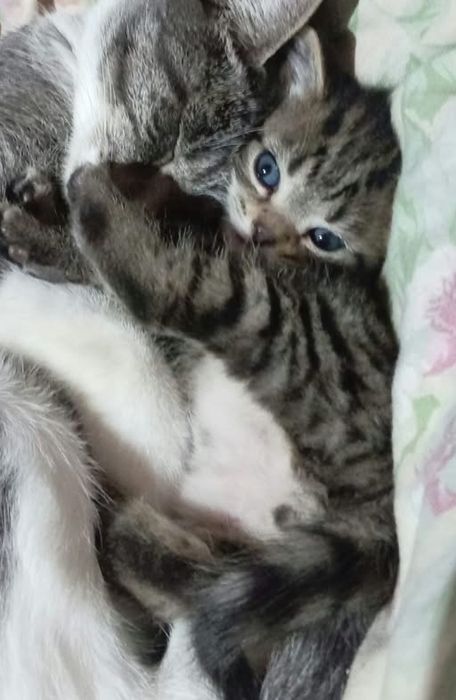 Котёнок мальчик 1 месяц