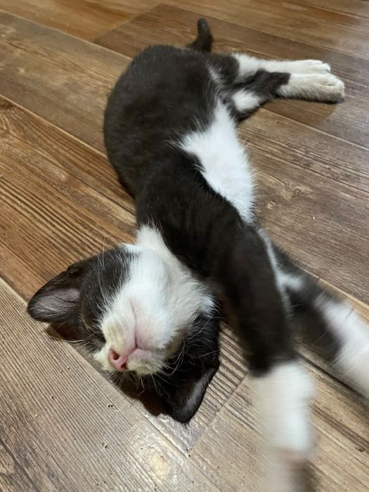 Котик ищет свой дом