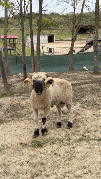 Чернобоса овца /Blacknose Sheep