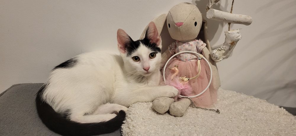 Gratis: Dau spre adoptie pui pisica femela blanda Tg Mures