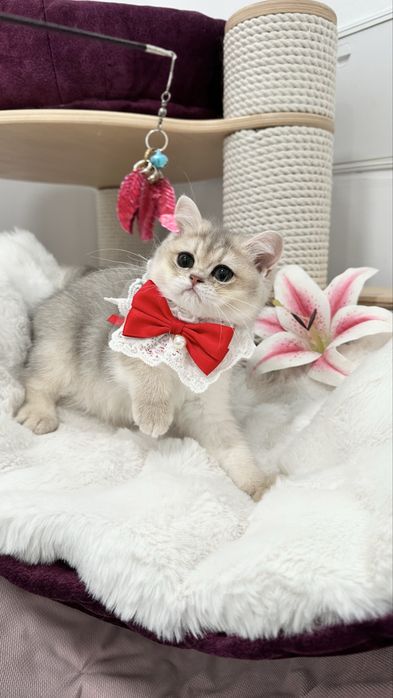 British Shorthair Chinchilla Blue Golden -  Fetita cu certificat pedigree