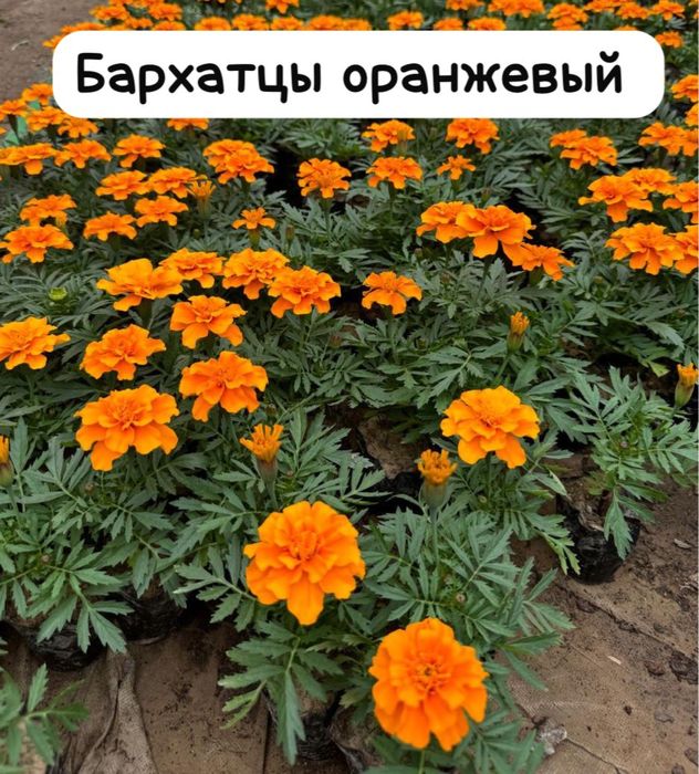 Бархатцы уличные