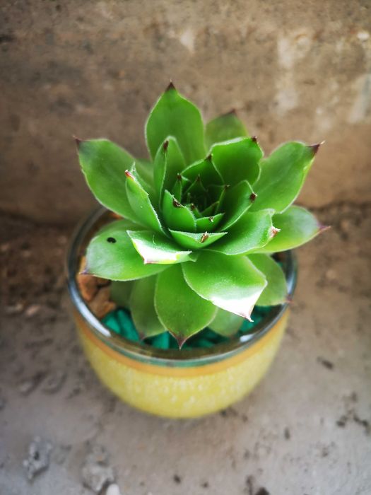 Подаръци с естествени цветя