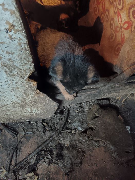 Щенки Немецкой овчарки