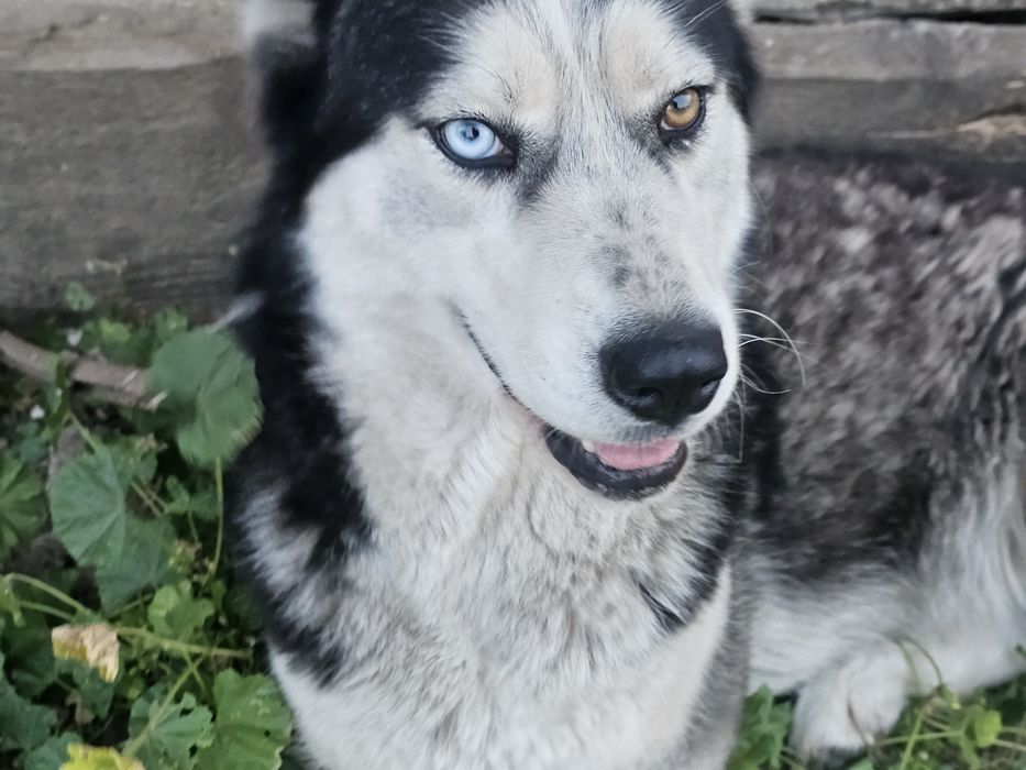 2  Husky Siberian adulți, sănătoși și jucăuși