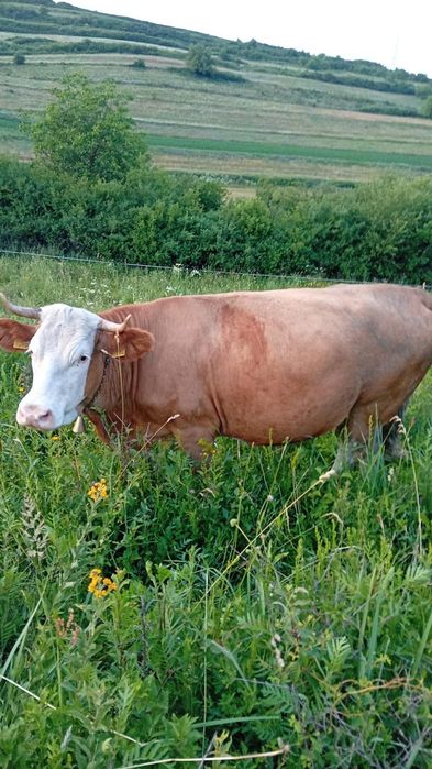 De vânzare vaca bălțată
