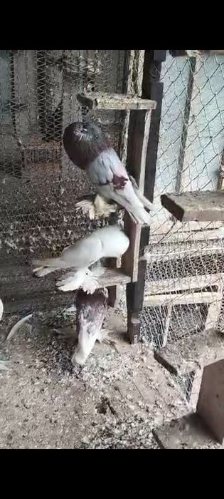 Porumbei gusati de pomerania