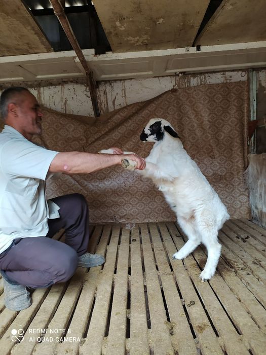 Хисори куйлари сотилади