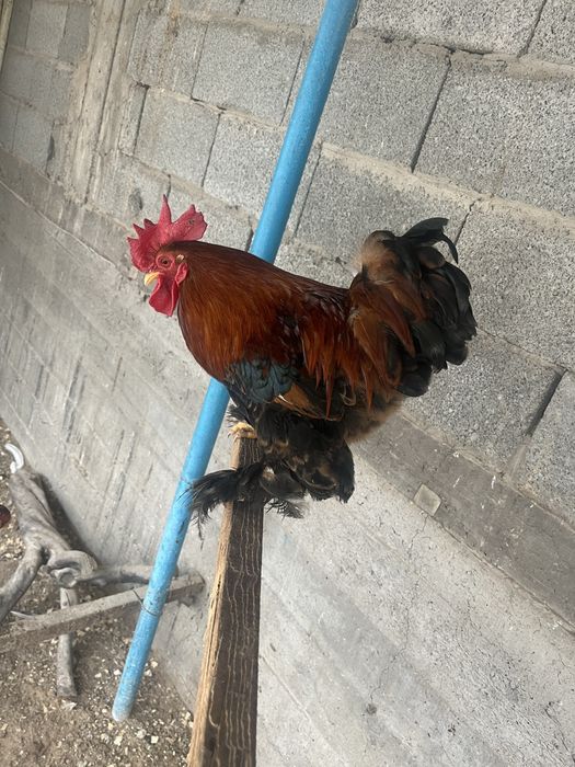 питух Кохинхин  молодой