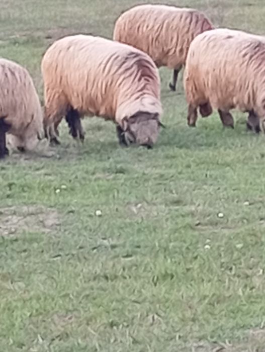Vând oi bucălai miori!