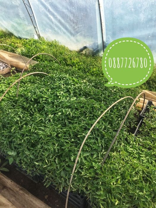 Готов разсад ранни домати краставици ягоди