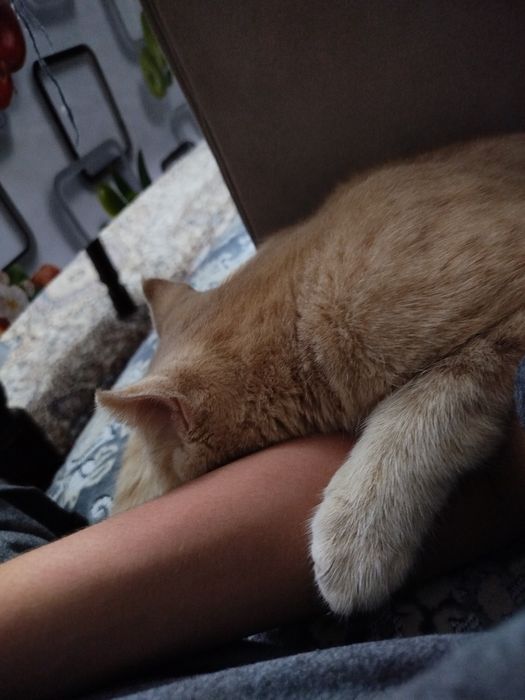 Mushuk sotiladi  skotish fold