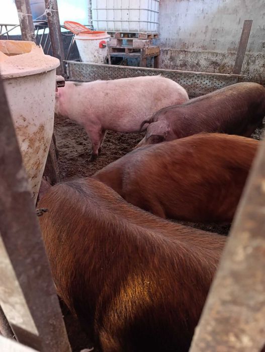 Продавам свине майки