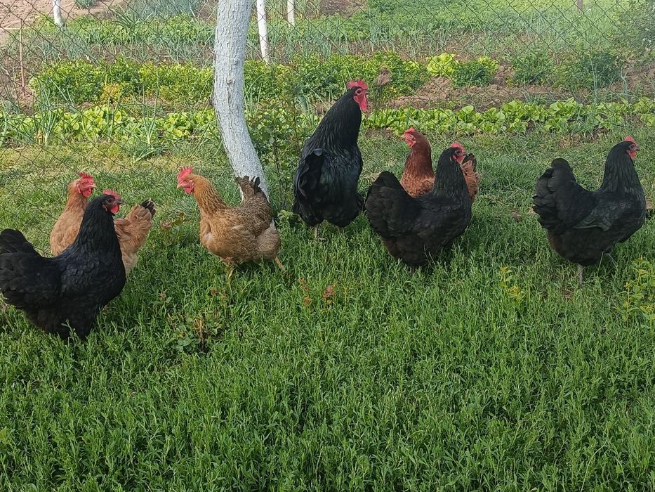 Familie găini australop 4+1