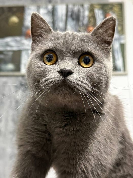 Britanka Mushuk toza qon