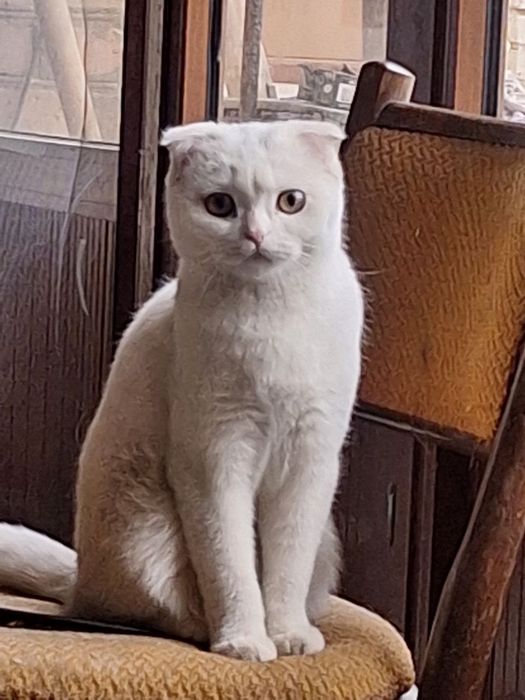 Продаëтся кошка вислоухая