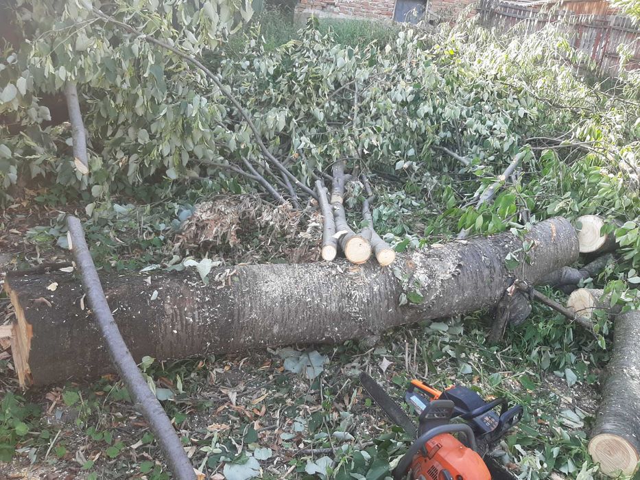 Vand lemn de nuc calitate foarte buna