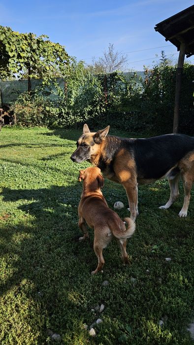 Metis de teckel spre adoptie